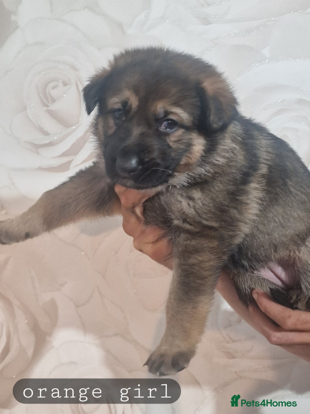 German Shepherd dogs for sale: Working line german shepherd puppies  - Image 5