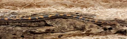 Boa Snake reptiles for sale: Beautiful, Juvenile, Captive-Bred Kenyan Sand Boas - Advert 5