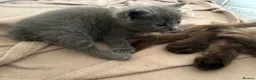 Russian Blue cats for sale: Ragdoll x Russian Blue - Advert 8
