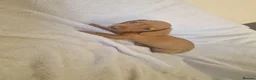 Miniature Dachshund dogs for sale: Beautiful miniature daschunds  - Advert 32