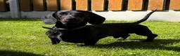 Miniature Dachshund dogs for stud: 🖤🌟𝐖𝐀𝐋𝐓𝐄𝐑🌟🖤 - Advert 7