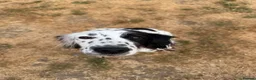 Sprocker dogs for sale: 8 gorgeous sprocker pups - Advert 9