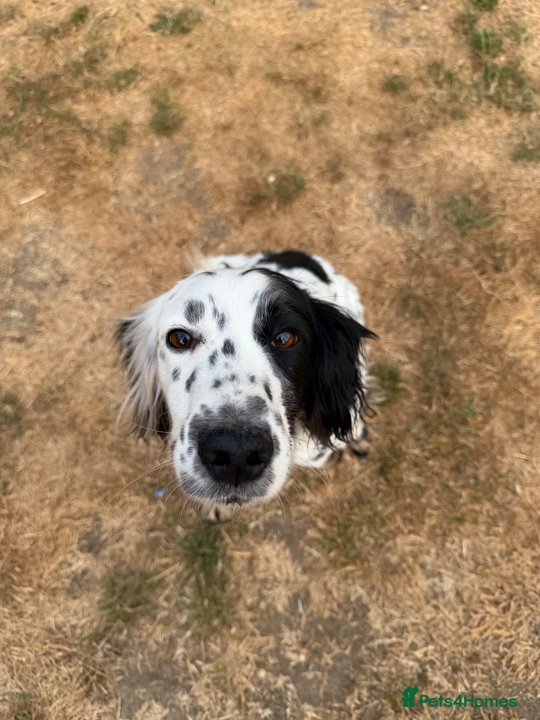Sprocker dogs for sale: 8 gorgeous sprocker pups - Advert 9
