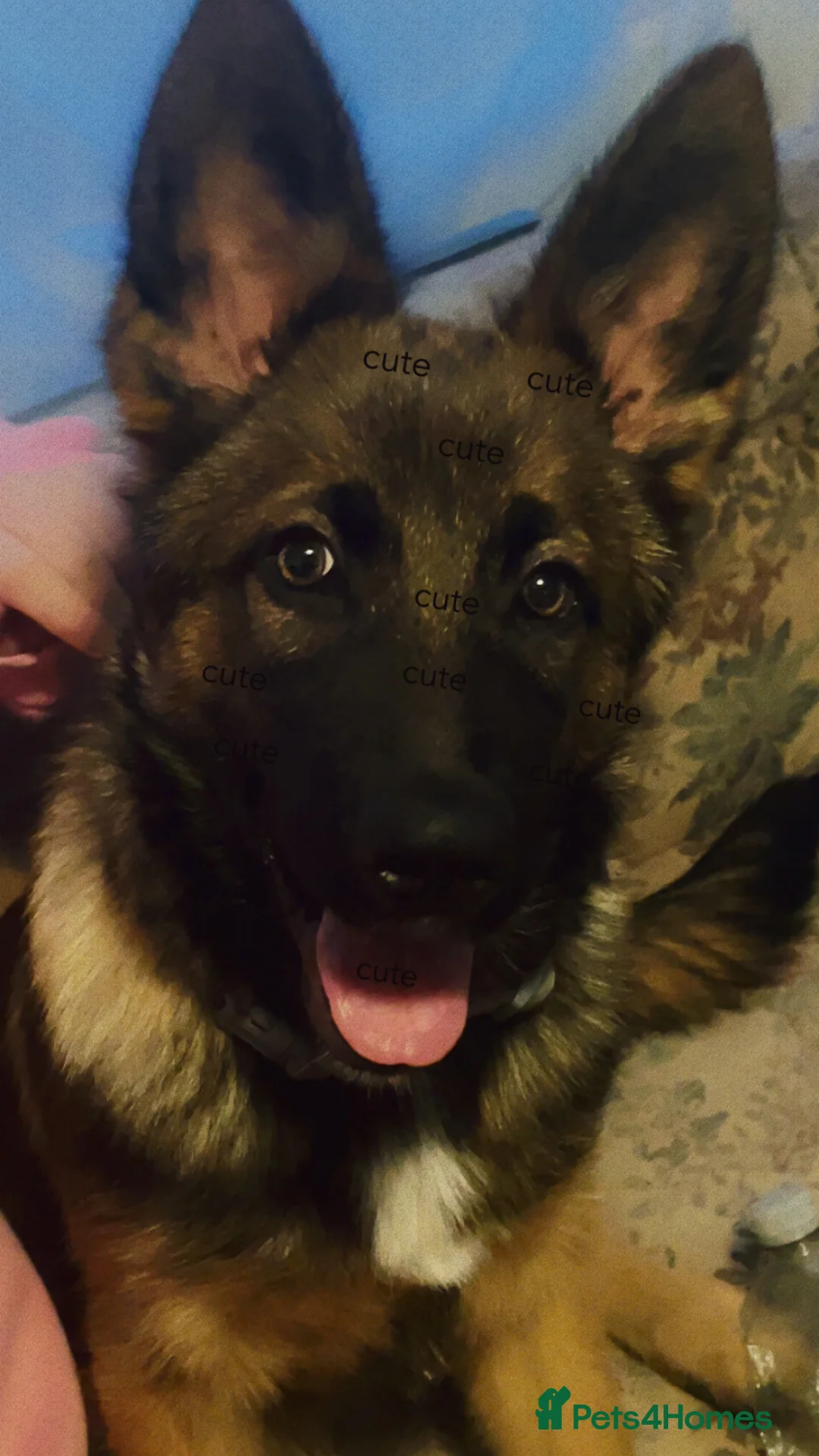 German Shepherd dogs for sale: Tye German shepherd  - Advert 2