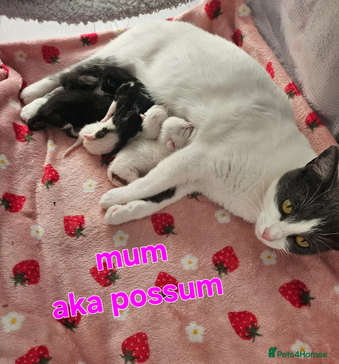 Mixed Breed cats for sale: Tonkinese cross kittens  - Advert 1