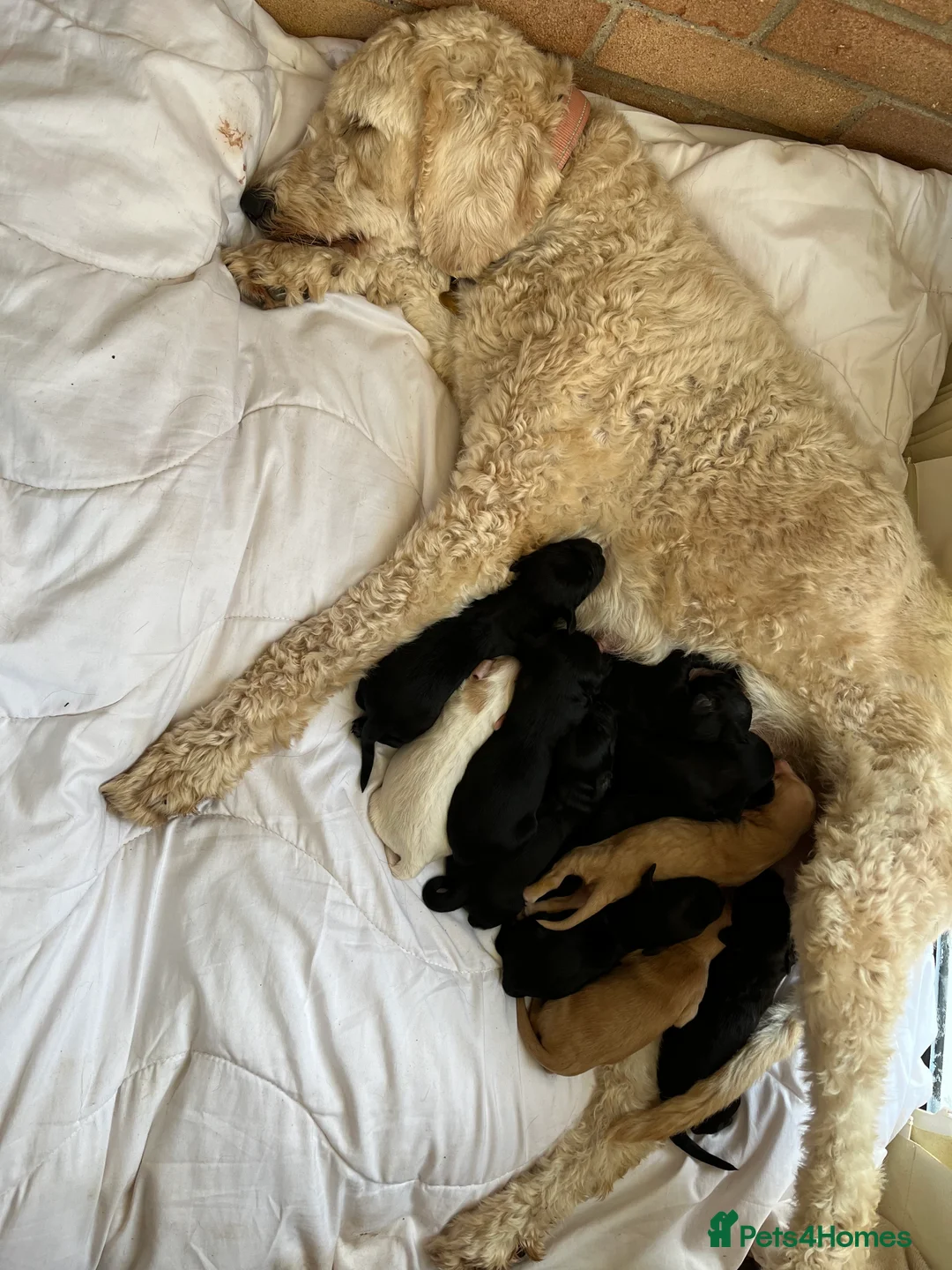 Mixed Breed dogs for sale: Beautiful Goldendoodle/Spangold Retriever Puppy - Advert 2