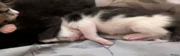 Mixed Breed cats for sale: Five stunning kittens - Advert 4