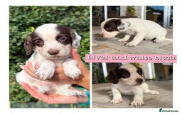 Sprocker dogs for sale: 6 Sprocker Puppies For Sale  - Image 6