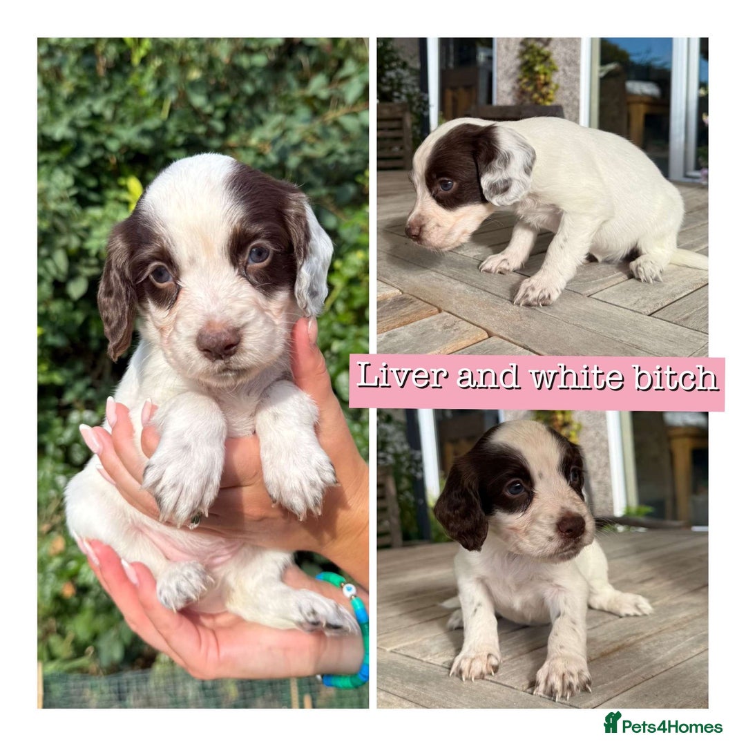 Sprocker dogs for sale: 6 Sprocker Puppies For Sale  - Image 6