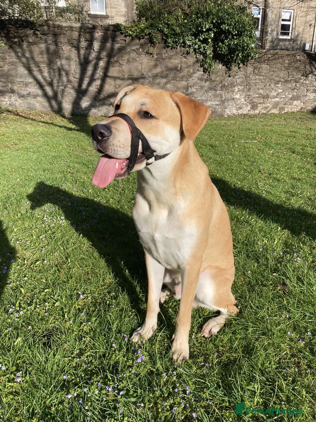 Mixed Breed dogs for sale: 2 y/o mastador/german shepherd  - Advert 8