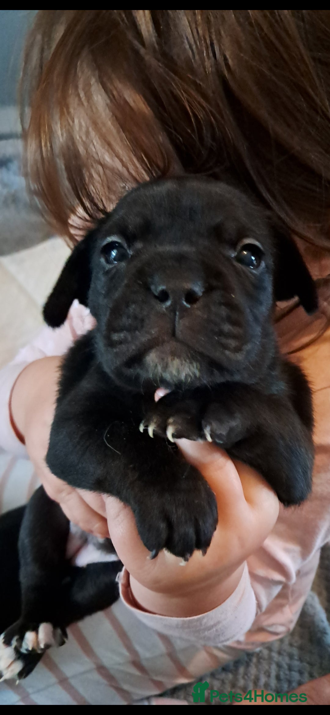 Mixed Breed dogs for sale: Frenchbulldog cross puppies  - Image 11