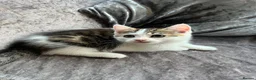 Mixed Breed cats for sale: Stunning British Long Hair Piebald Kitten   in Birmingham - Advert 6