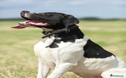 Pointer dogs for sale: English pointer puppies  - Image 8