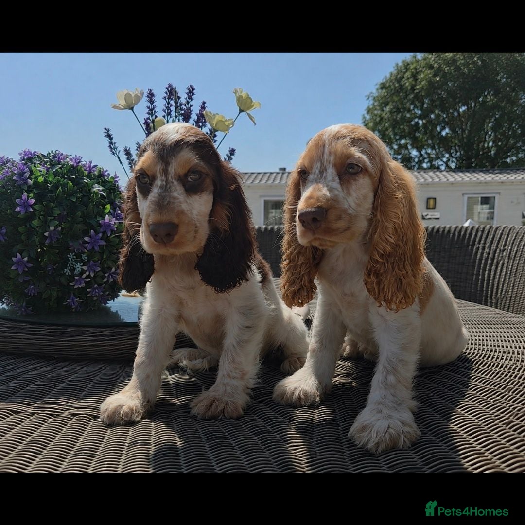 Cocker Spaniel dogs Exceptional True Show winning Champion Cockers. - Advert 1