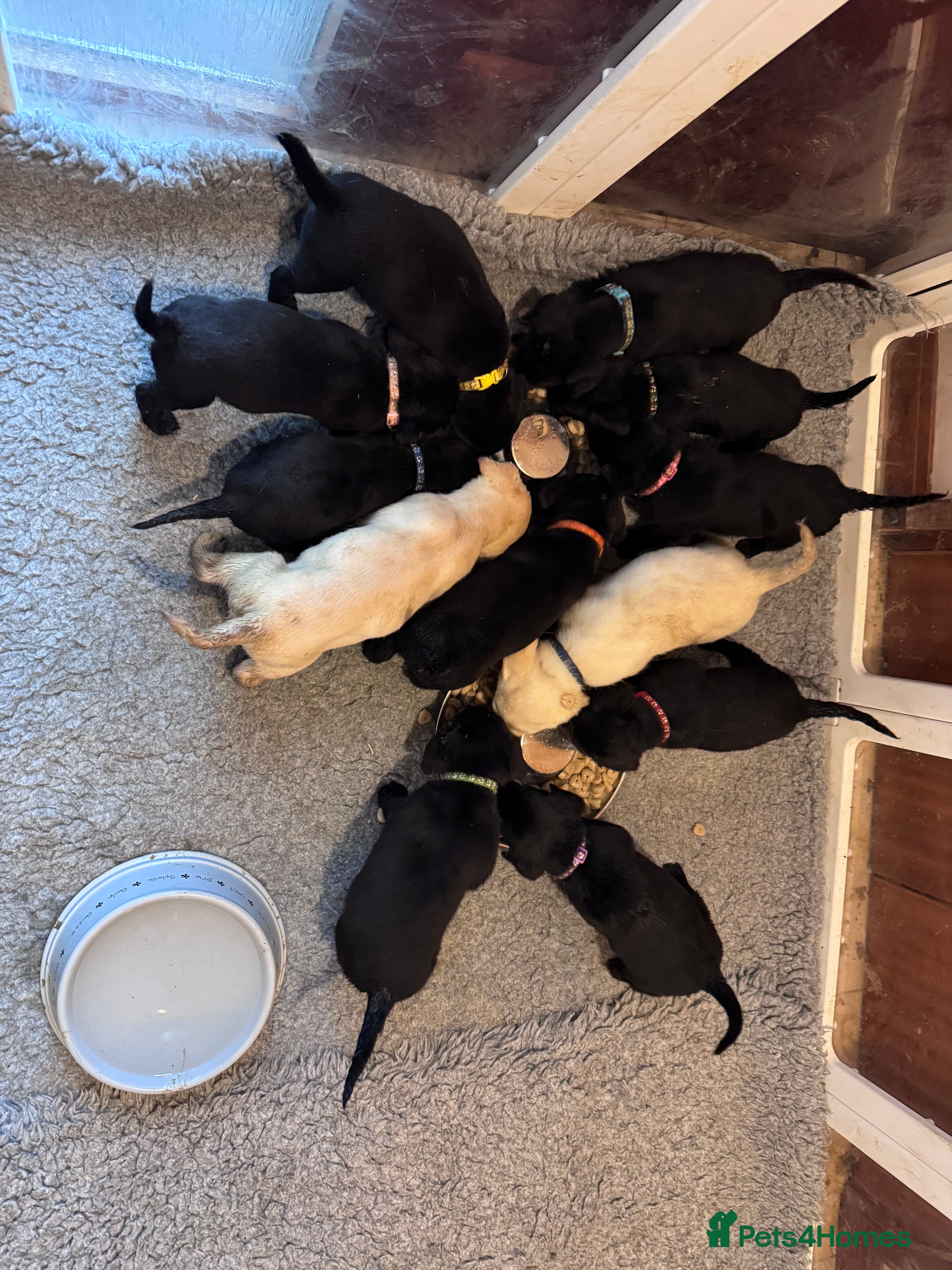 Labrador Retriever dogs KC Reg Labrador Pups - Advert 13