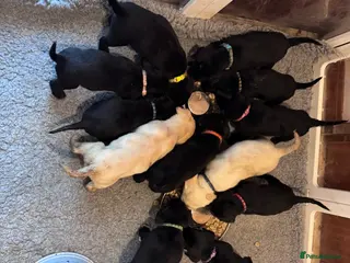 Labrador Retriever dogs KC Reg Labrador Pups - Advert 13