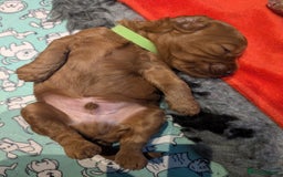 Cockapoo dogs for sale: F1B Cockapoo pups  - Image 5