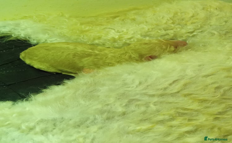 Cockapoo dogs Cockerpoo for sale. - Advert 2