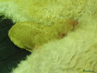 Cockapoo dogs Cockerpoo for sale. - Advert 1