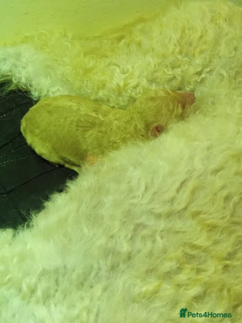 Cockapoo dogs Cockerpoo for sale. - Advert 1