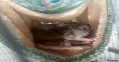 Rat rodents 2 young male rats - Advert 6