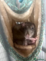 Rat rodents 2 young male rats - Advert 5