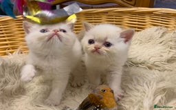 Persian cats for sale: Exotic persians  - Image 27