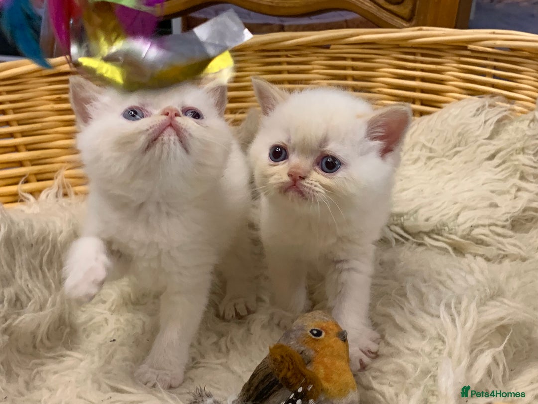Persian cats for sale: Exotic persians  - Image 27