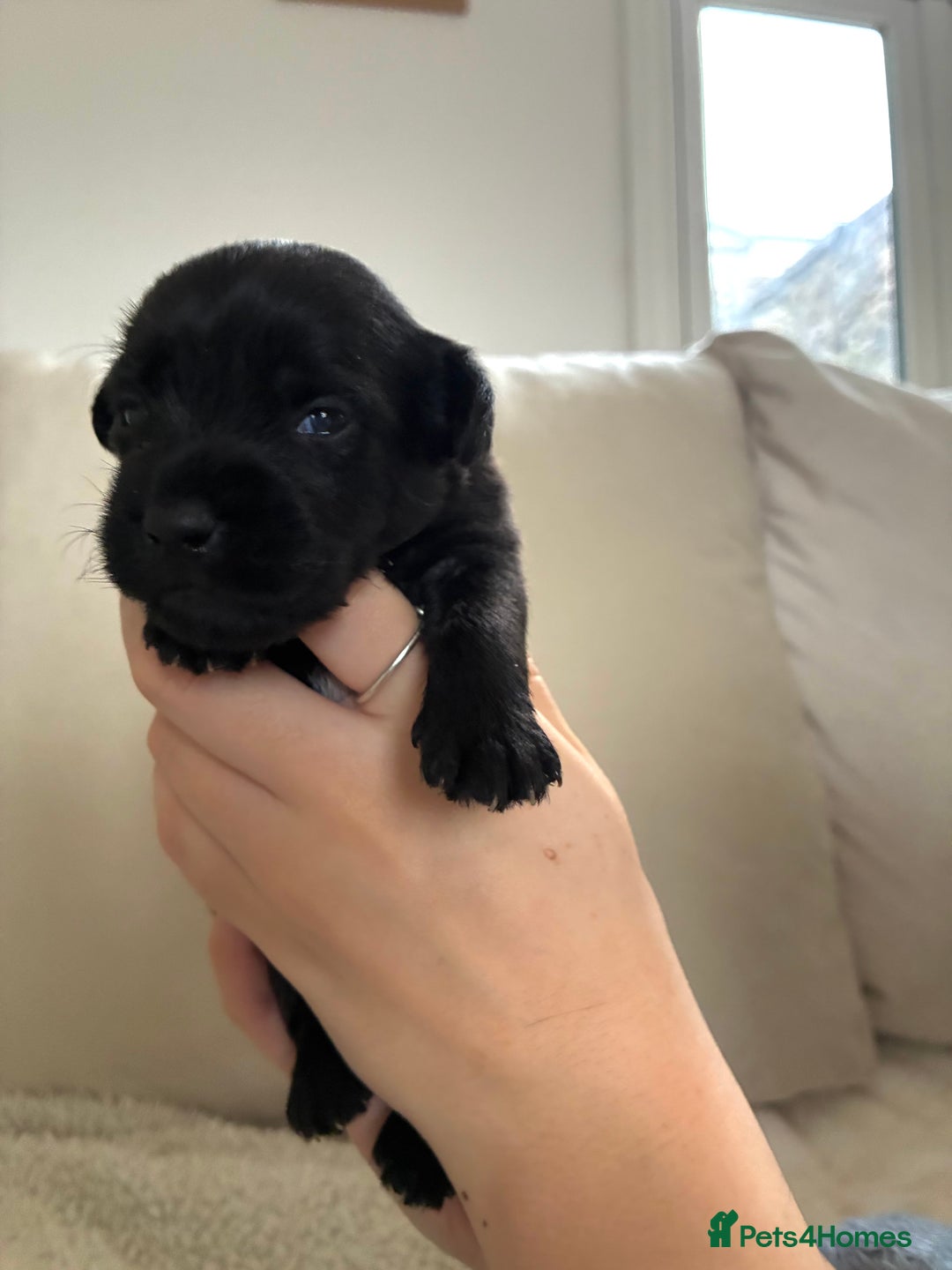 Patterdale Terrier dogs for sale: Patterdale pups  - Advert 16