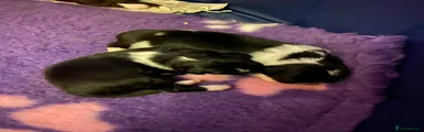 Mixed Breed Puppy 2