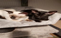 Oriental cats for sale: Full Pedigree Oriental 1 Kitten XL size ears GCCF in Biggleswade - Image 30