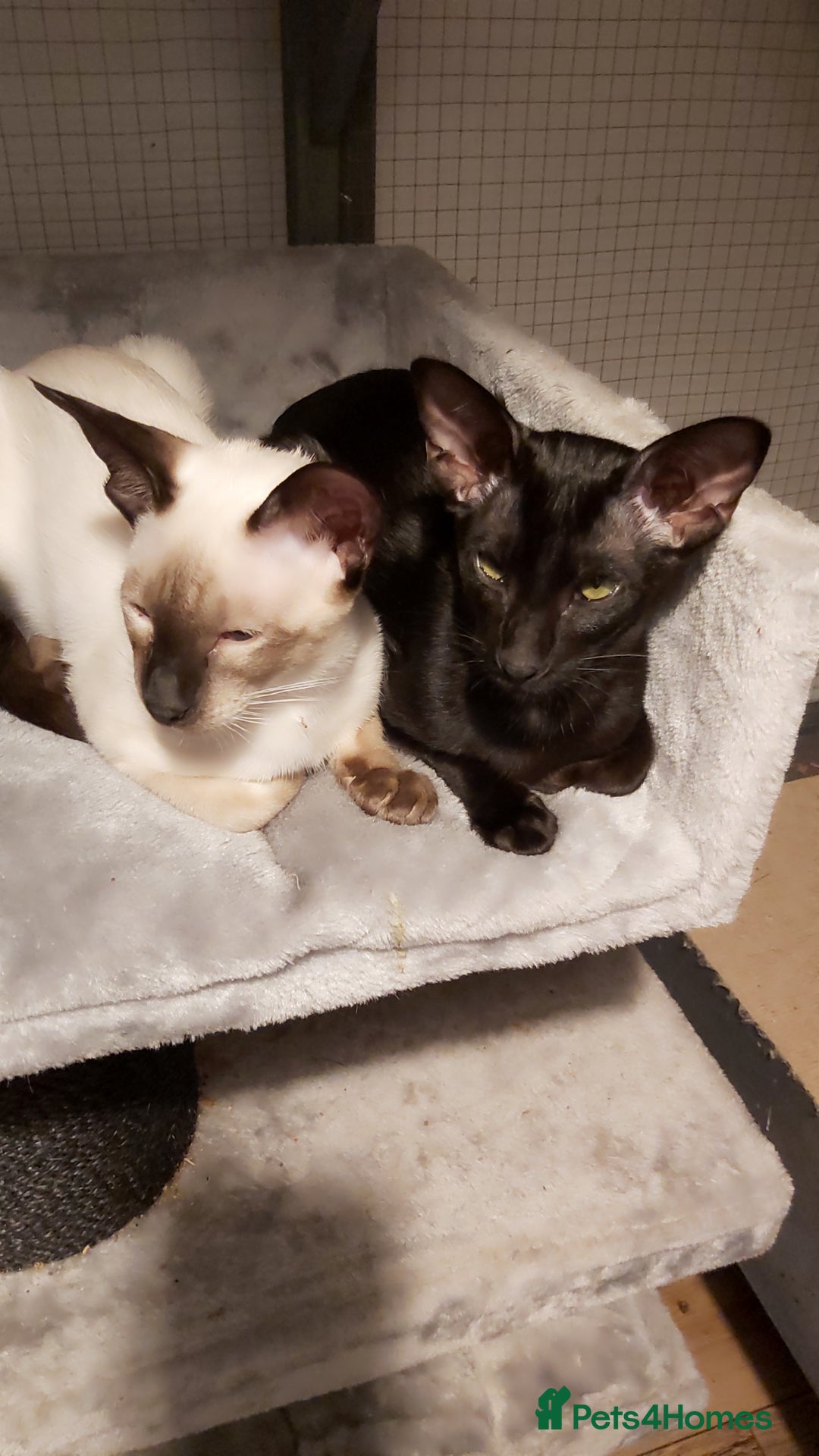 Oriental cats for sale: Full Pedigree Oriental 1 Kitten XL size ears GCCF in Biggleswade - Image 30