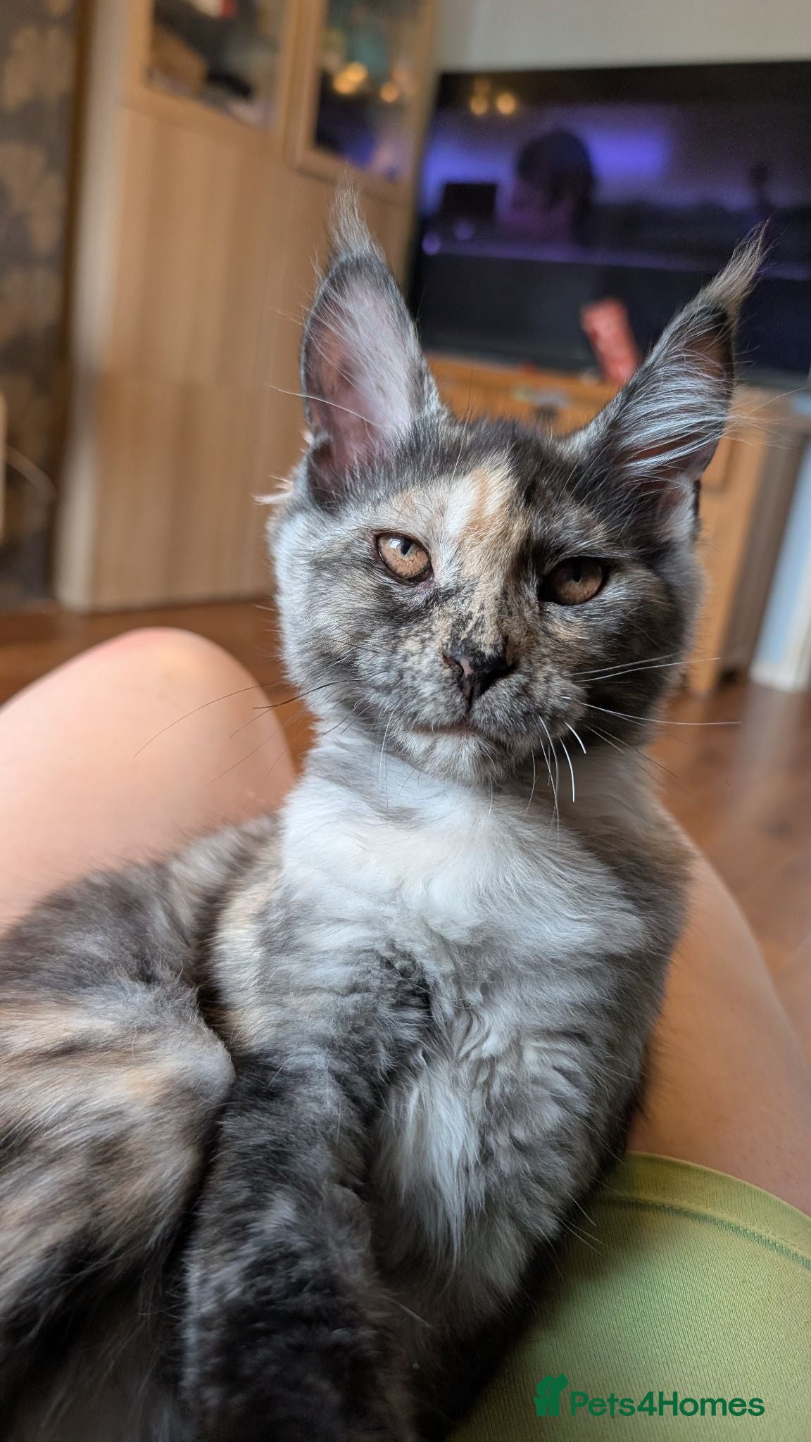 Maine Coon cats Pedigree Maine coons kittens Tica registered - Advert 1