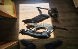 Mixed Breed cats for sale: READY NOW beautiful & charming 4mths old kittens - Image 6