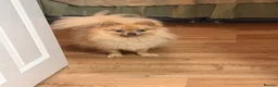 Pomeranian dogs for sale: Pomeranian  - Advert 12