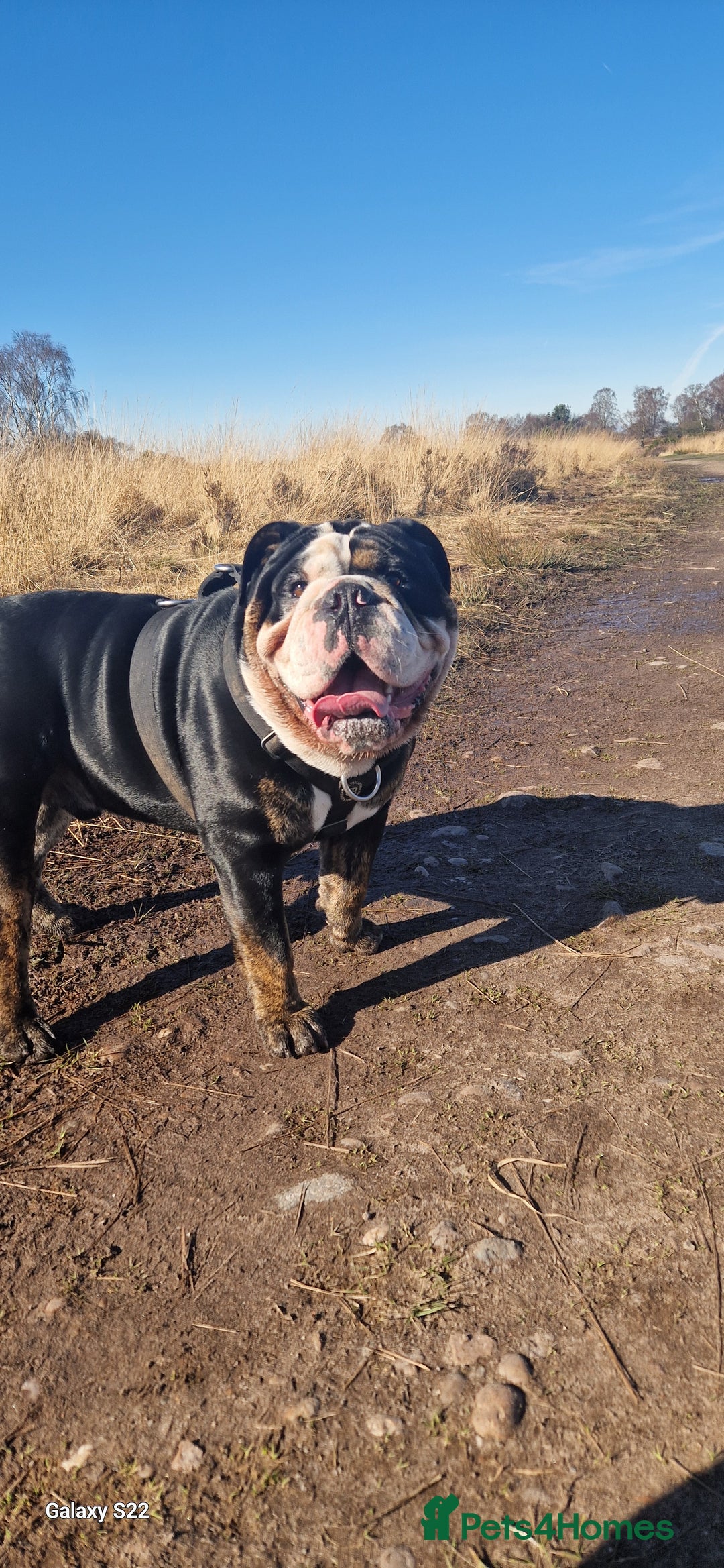 Olde English Bulldogge dogs for stud: Olde English Bulldogge (Black, white and brindle) - Image 22