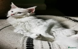 Maine Coon cats for sale: white Maine coons blue and odd-eyes, Tica in Swansea - Image 7