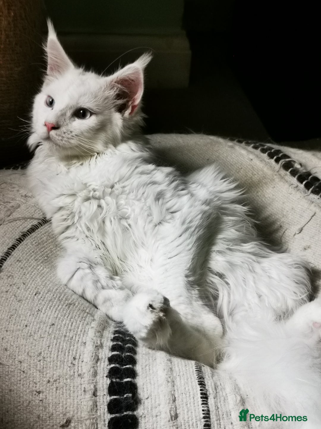 Maine Coon cats for sale: white Maine coons blue and odd-eyes, Tica in Swansea - Image 7