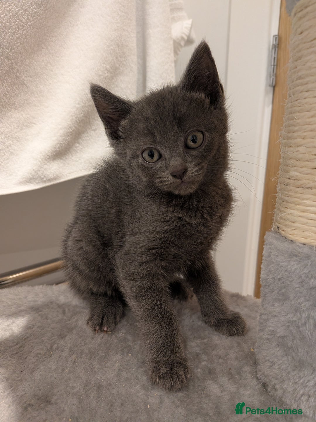 Russian Blue cats for sale: Russian blue male kitten  - Advert 4