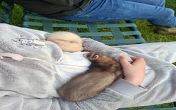 Ferret rodents for sale: Ferrets for sale - Jills x2 - Image 3