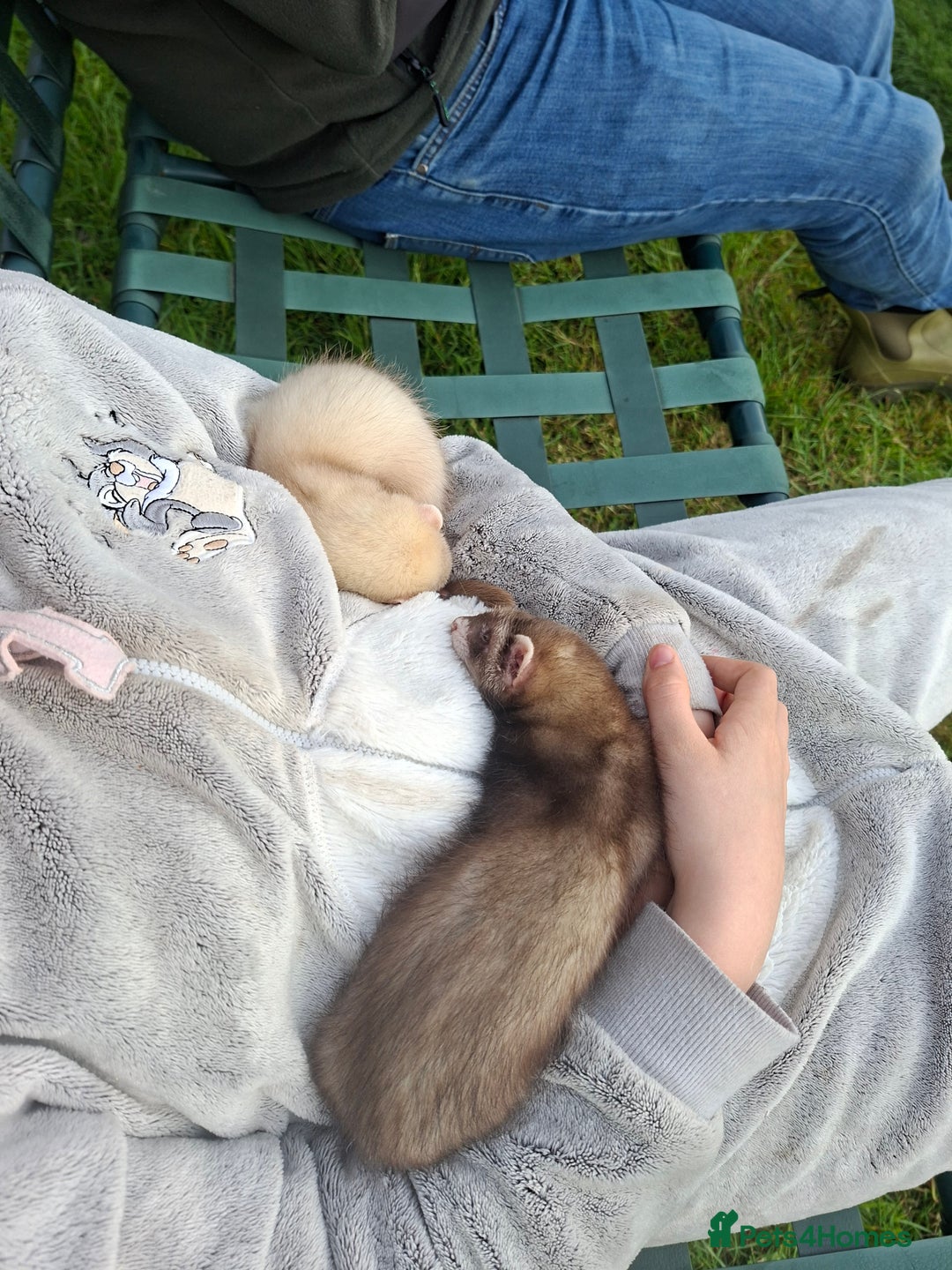 Ferret rodents for sale: Ferrets for sale - Jills x2 - Image 3