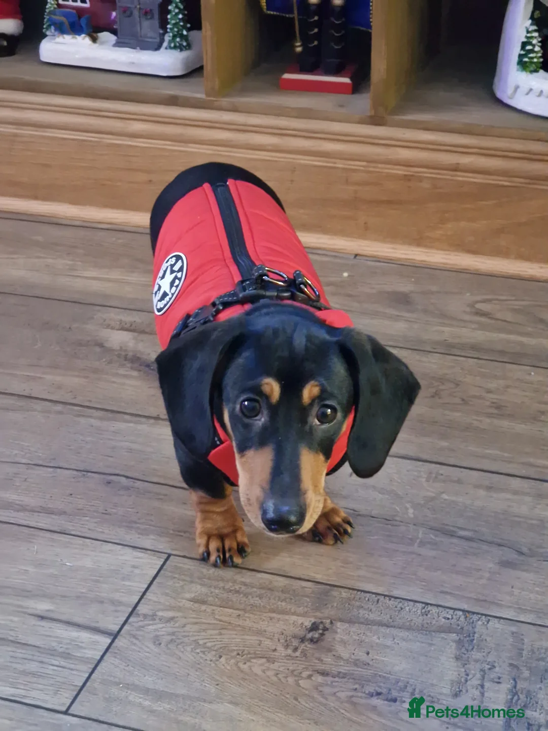 Dachshund dogs for sale: Dachshund  - Advert 2