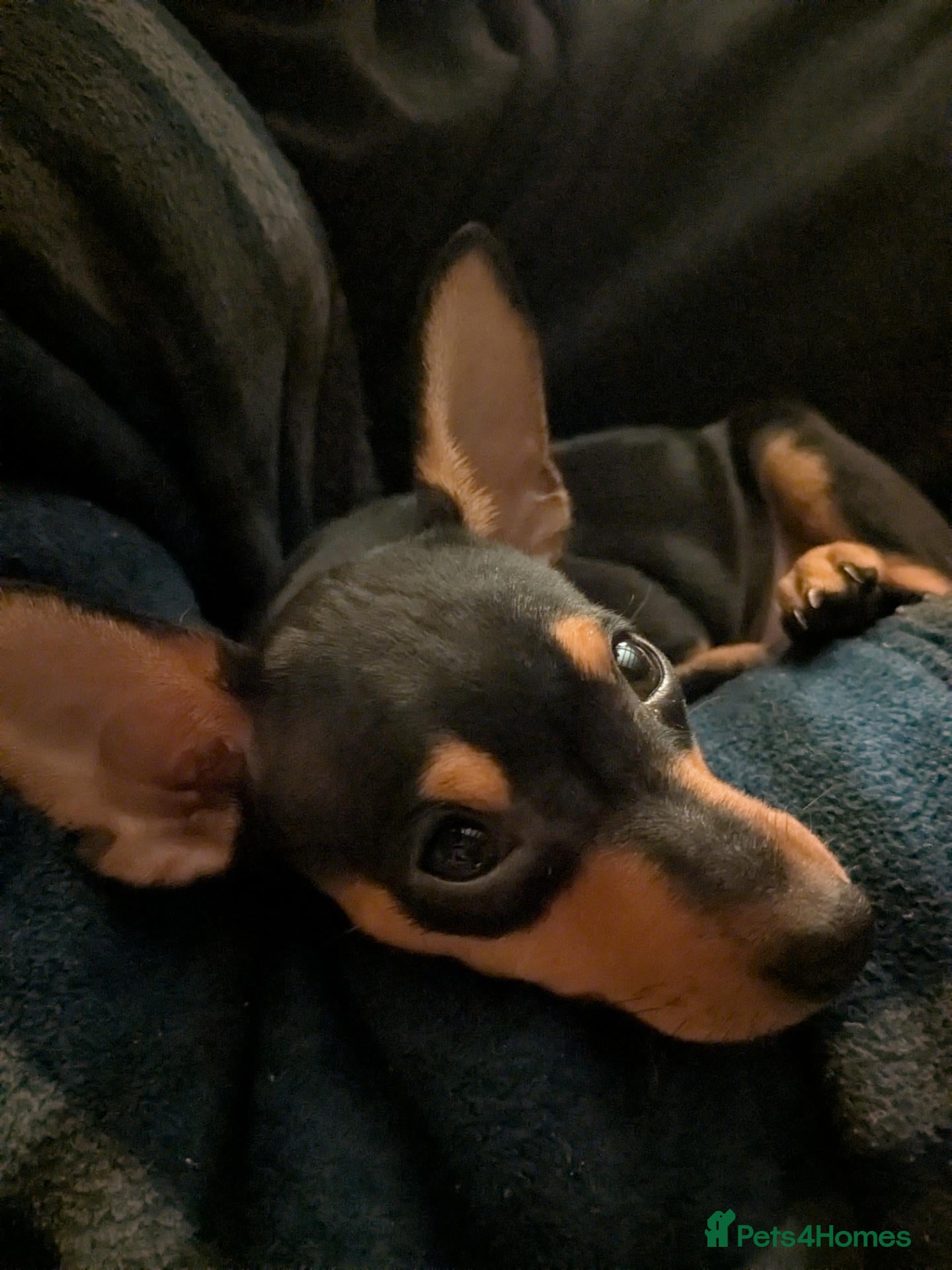 Miniature Pinscher dogs Miniature Pinscher Pups   - Advert 2