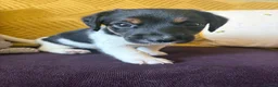 Jack Russell dogs for sale: Beautiful jack Russell puppies - Advert 4