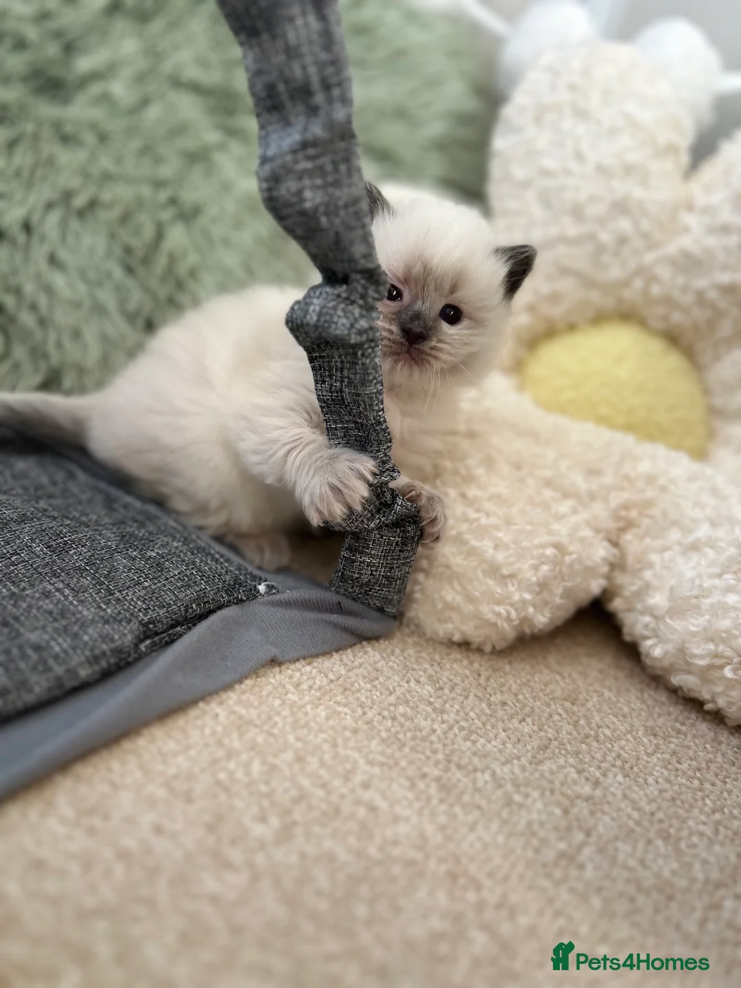 Ragdoll cats for sale: Ragdoll kittens for sale  - Advert 9