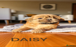 Shih Tzu dogs for sale: 💕🐶💕 STUNNING SHIH TZU 💕🐶💕 - Image 20