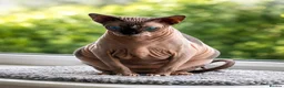 Sphynx cats for sale: Looking for adoption Sphynx girl - Advert 2