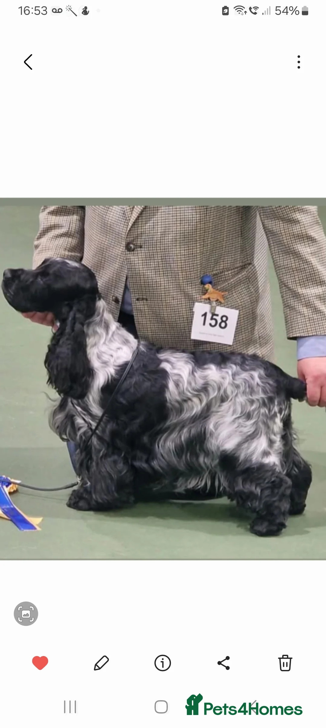 Cocker Spaniel dogs for sale: Loving permanent homes only - Advert 2