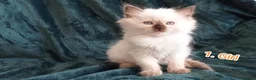 Ragdoll cats for sale: Ragdoll kitten. 2 Girls and 1 Boy  in Coventry - Advert 6
