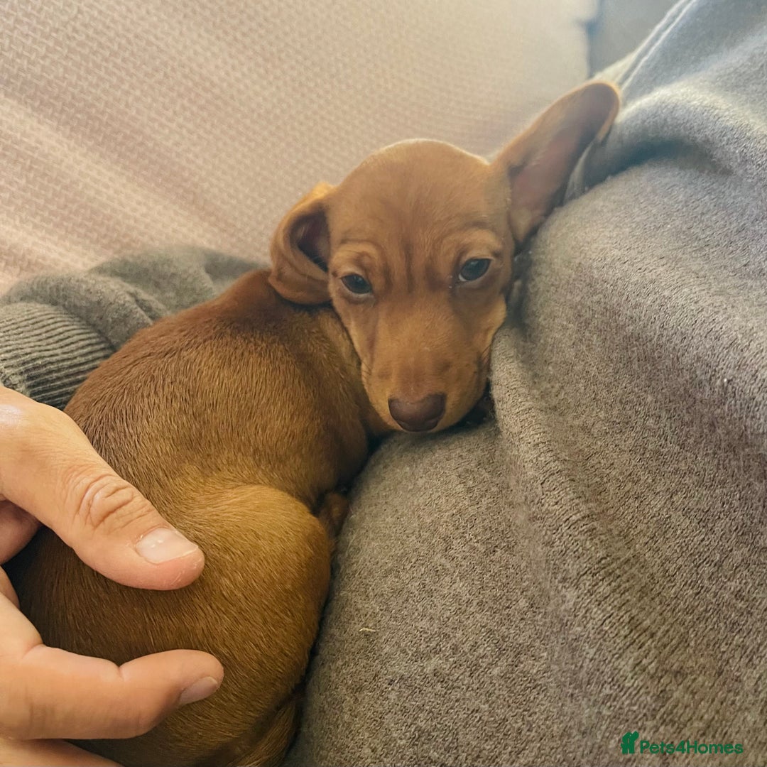Miniature Dachshund dogs for sale: Mini smooth red dachshund girl - Image 7
